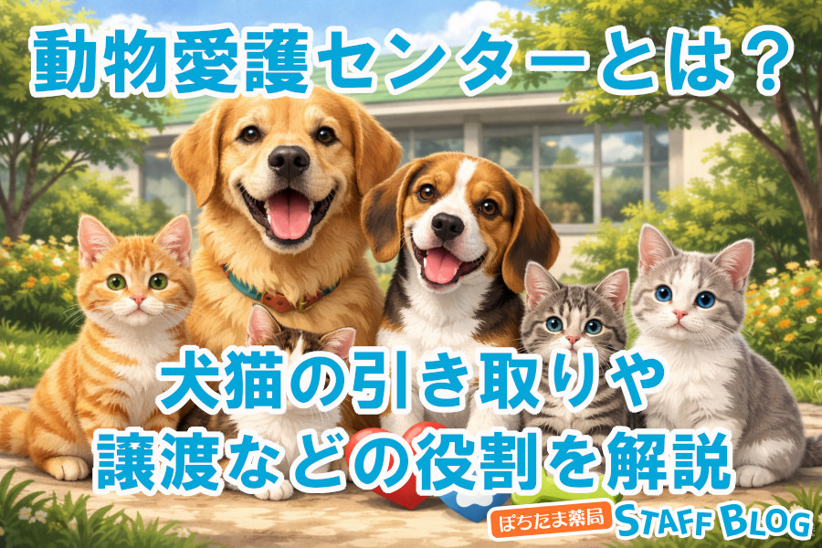 動物愛護センターとは？犬猫の引き取りや譲渡などの役割を解説