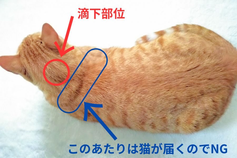 ノミダニ薬を正しく投与する