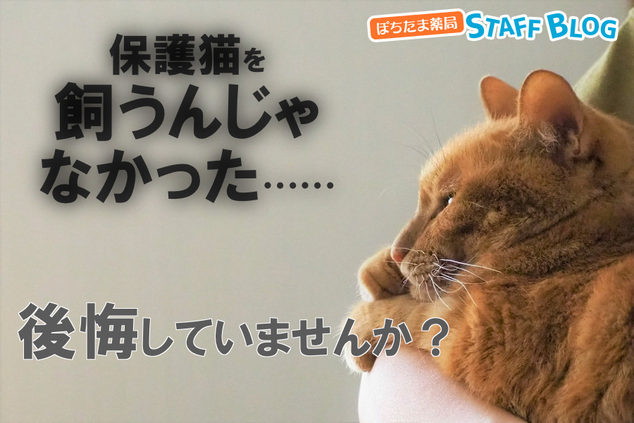 保護猫を飼うんじゃなかったと後悔している理由と対処法を解説