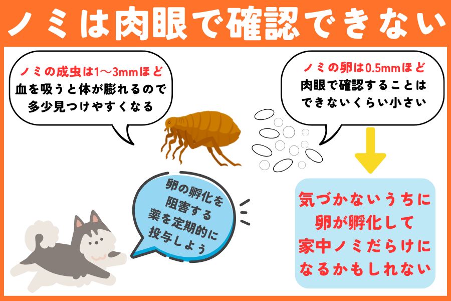 ノミの卵は肉眼で見える?見分け方は?