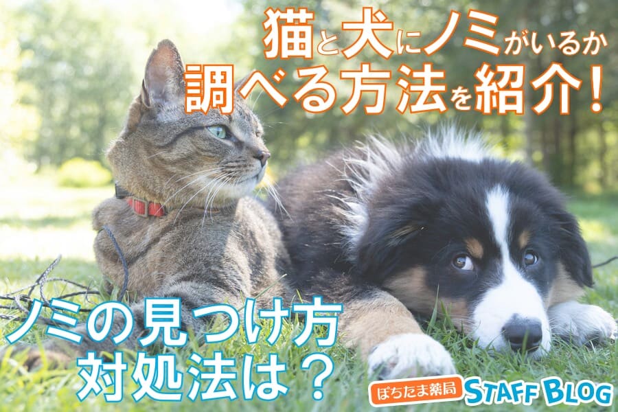 犬と猫にノミがいるか調べる方法を紹介！ノミの見つけ方・対処法は？