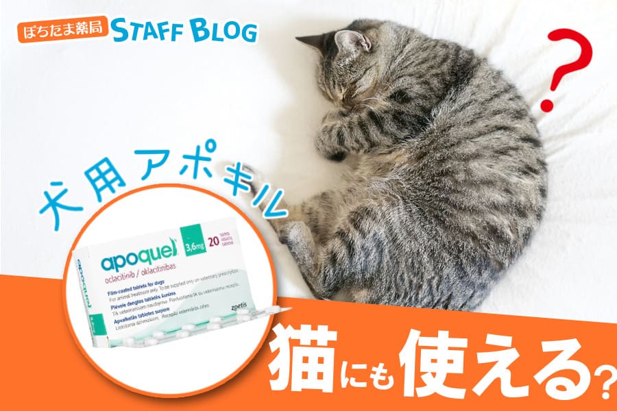 アポキルは猫にも使える？アトピー性皮膚炎に効果はあるの？