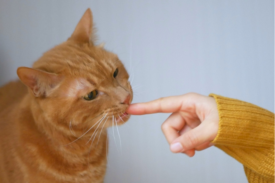 アポキルを猫に投与した場合の副作用
