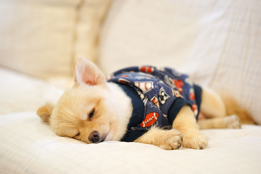 てんかんを持っている犬への投与は慎重に