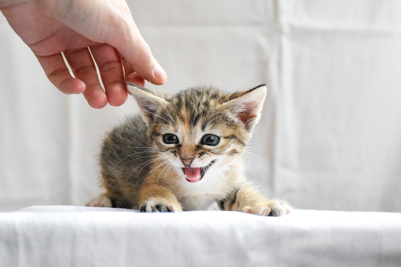 体力のない子猫は重篤化しやすい