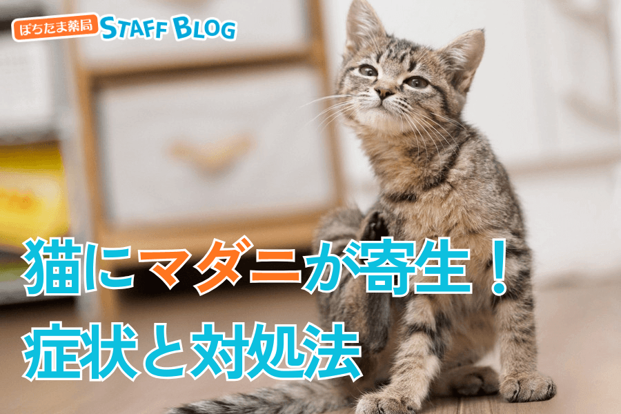 猫にマダニが寄生した際の症状と対処法について