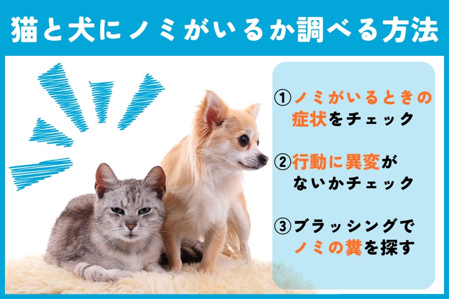犬と猫にノミがいるか調べる方法を紹介!ノミの見つけ方・対処法は? | ぽちたま薬局スタッフブログ