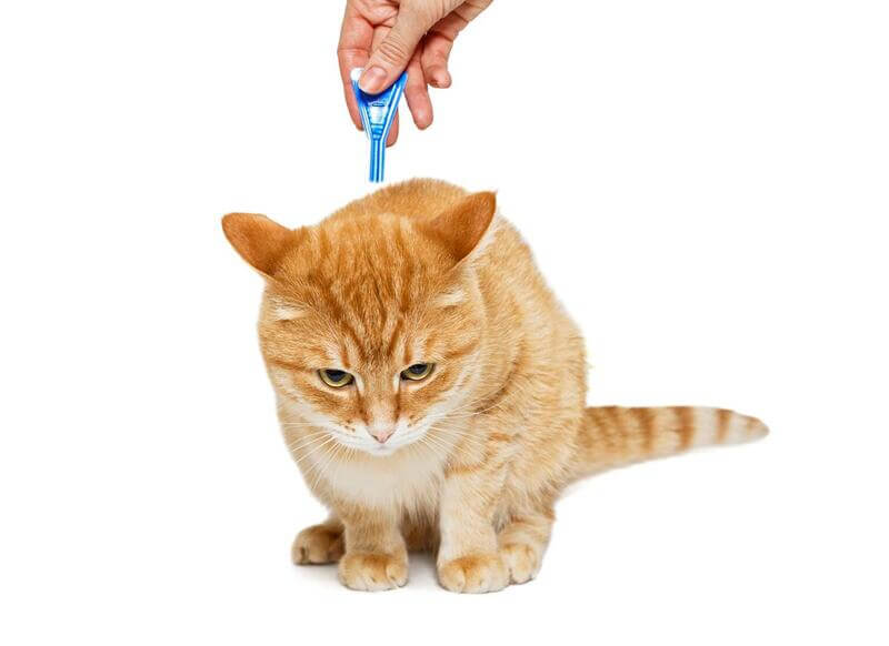 猫へマダニ駆除薬の投与