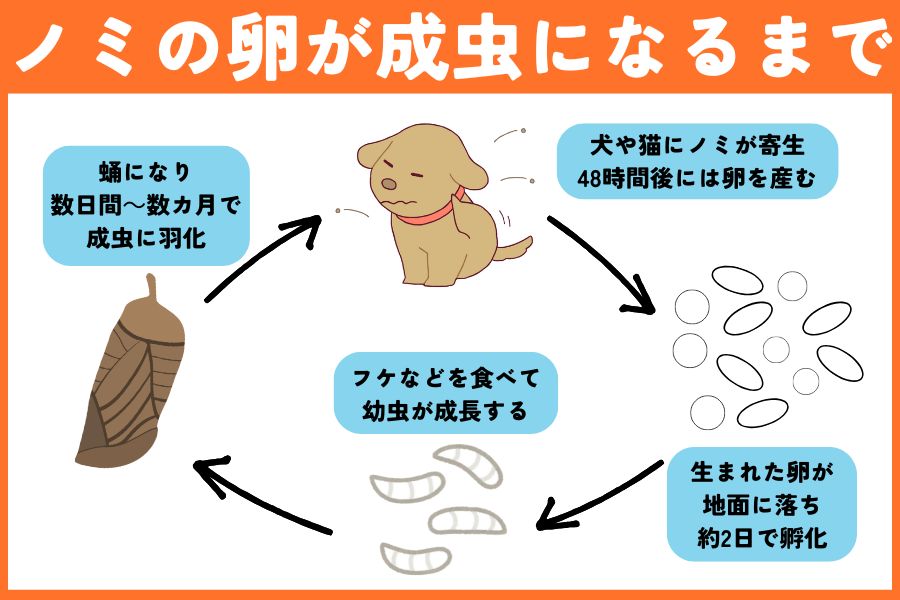卵から何日で成虫になるの?