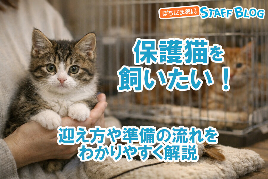 保護猫を飼いたい！迎え方や準備の流れをわかりやすく解説