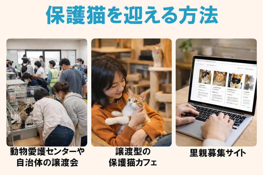 保護猫を迎える方法