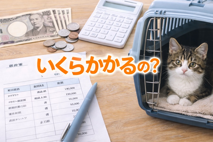 保護猫を迎えるのに費用はいくらかかる?