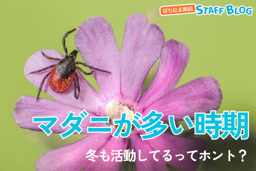 マダニが多い時期はいつ？冬でも活動しているってホント？