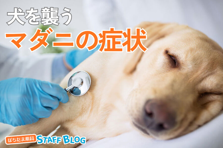犬のマダニの症状とは？危険な感染症と対処法について