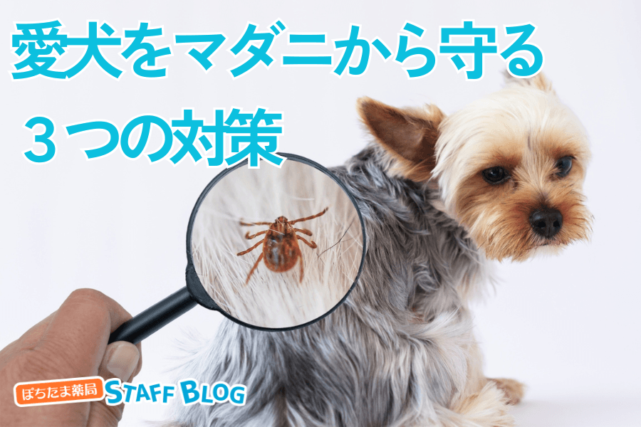 愛犬をマダニから守る３つの対策！寄生させない＆早期発見に重要なこと