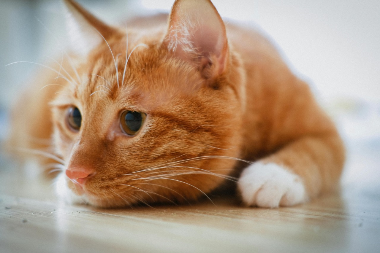 猫がノミに寄生されるとかゆみや皮膚炎を引き起こす