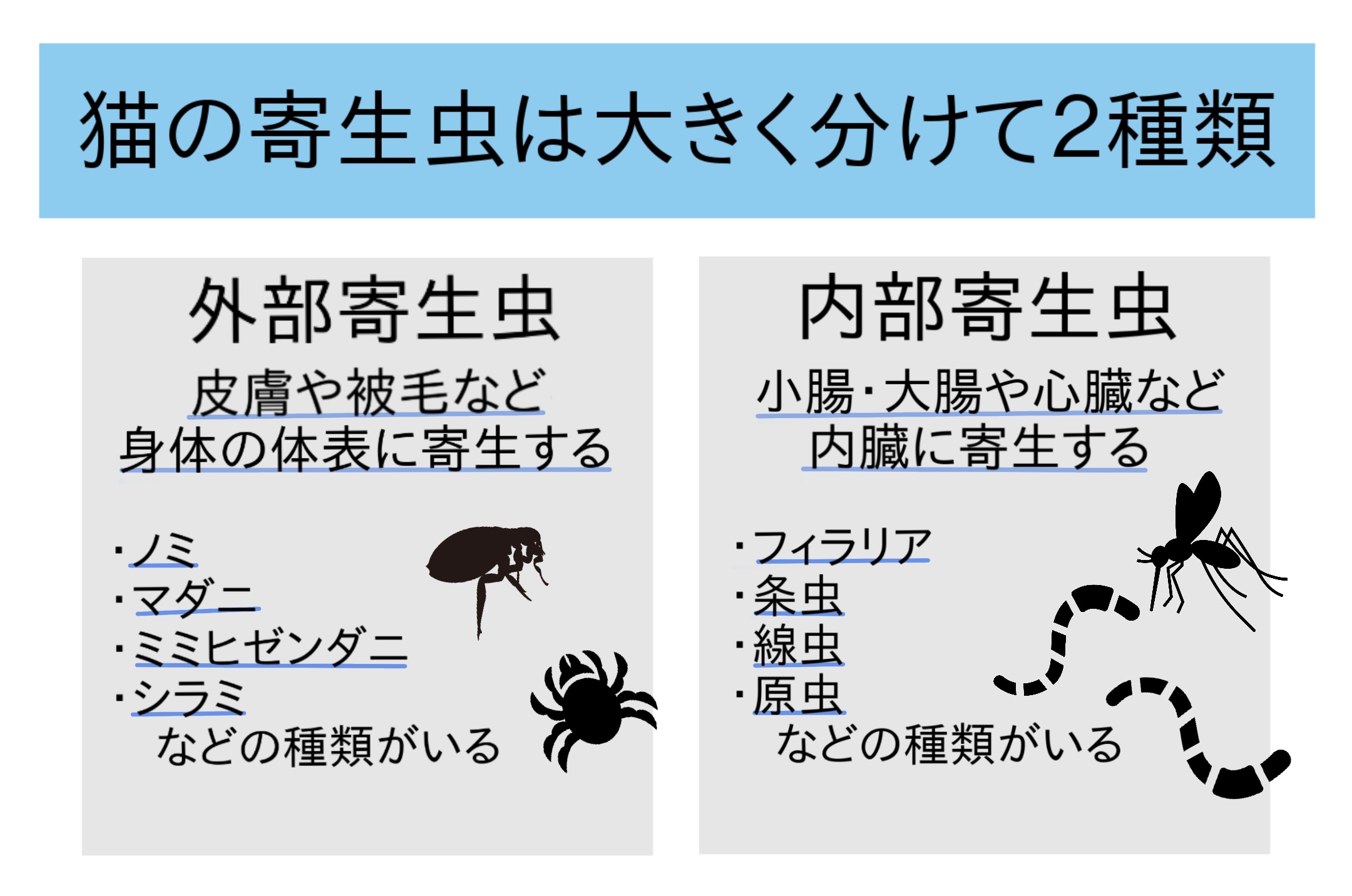 猫の寄生虫は大きく外部寄生虫、内部寄生虫に分けられる