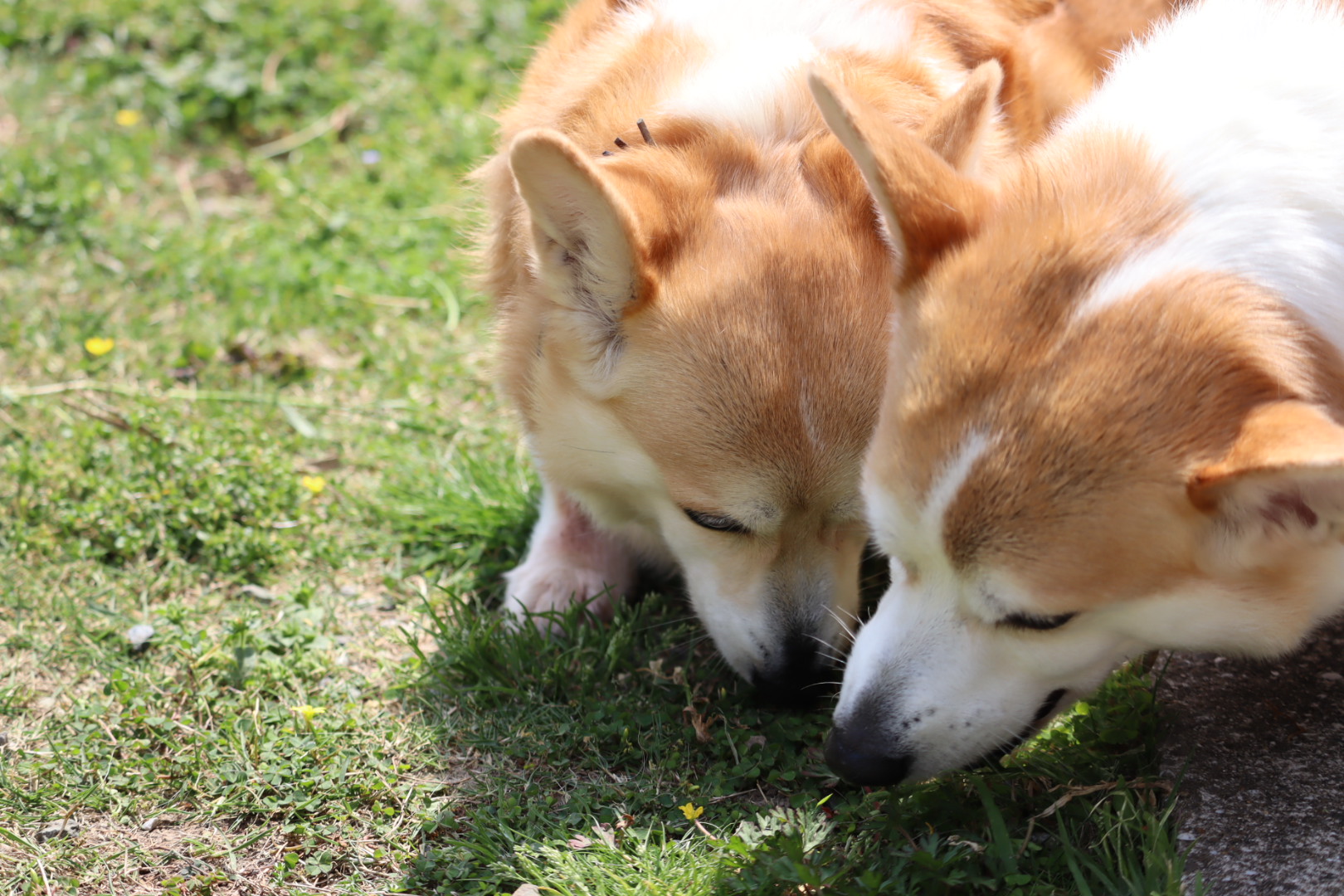 犬がエキノコックス症に感染してもほとんどの場合は無症状