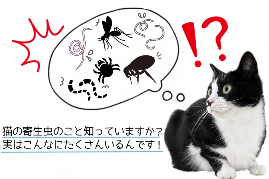 猫の寄生虫のこと知っていますか？ノミダニだけじゃない、寄生虫の危険性