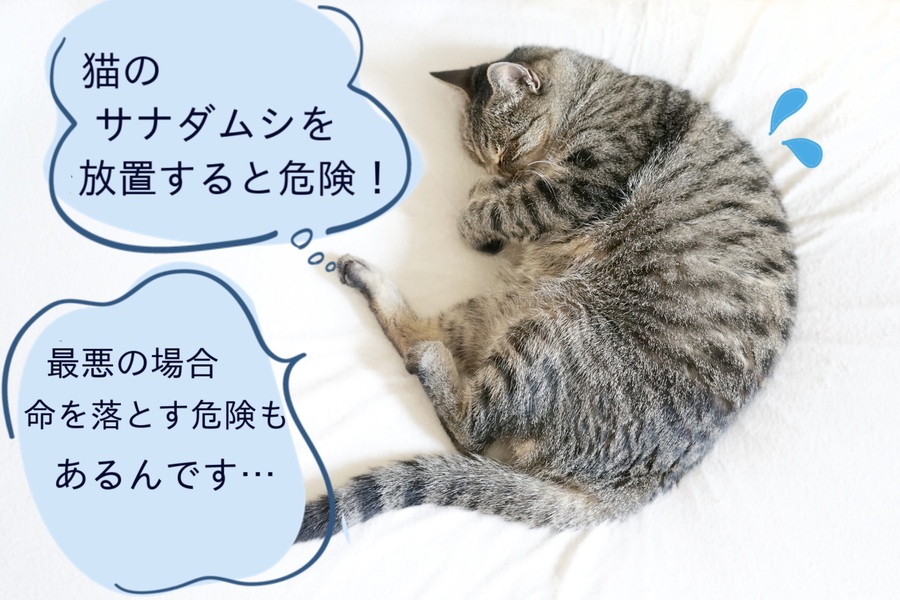 猫に寄生したサナダムシを放置するとどうなる？危険性と対策について解説