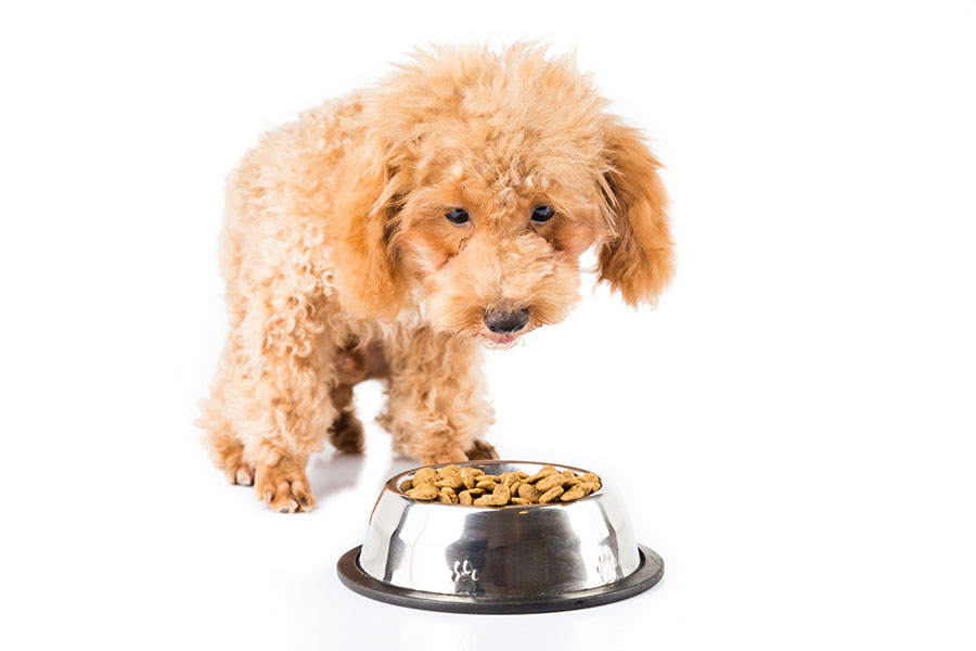 食物アレルギーがある犬はアナフィラキシーショックの危険性もある