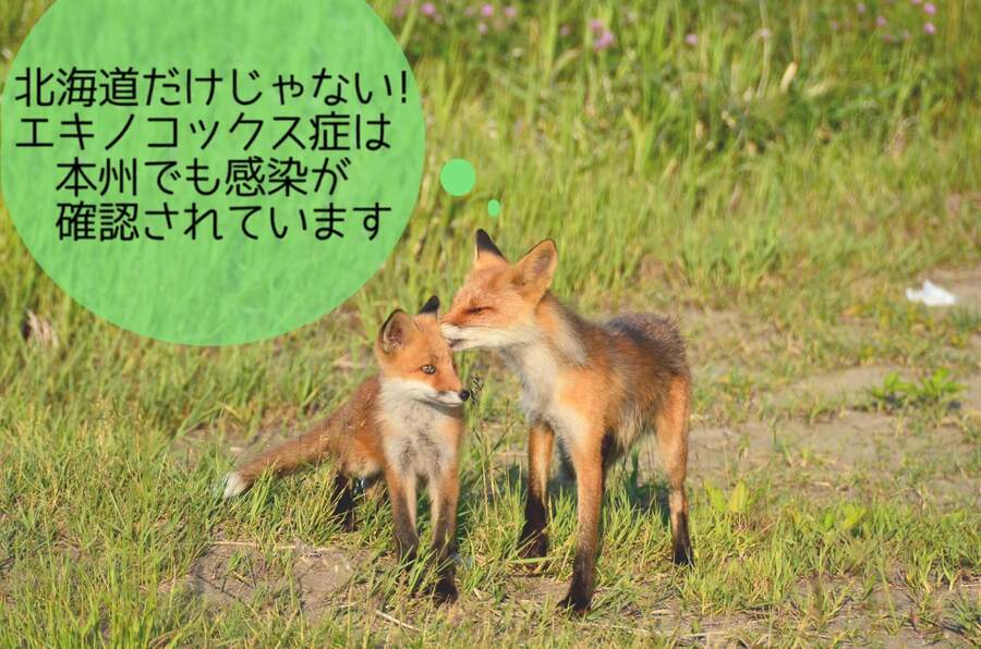 エキノコックスは本州でも感染例がある！感染しないようにすべき対策とは