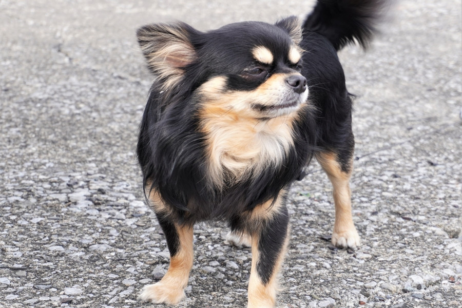 愛犬がシンパリカを食べないときは…?