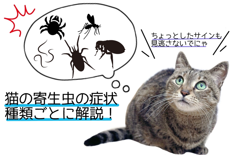 猫の寄生虫の症状は？ノミ、フィラリア、マンソンetc…寄生虫ごとに解説します