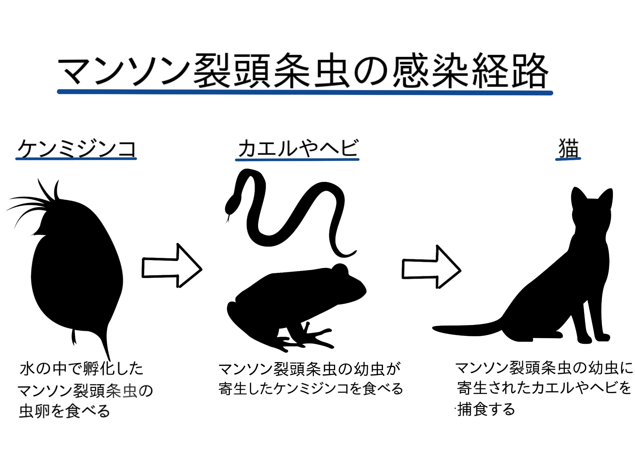 なぜ猫はマンソン裂頭条虫に感染するの？