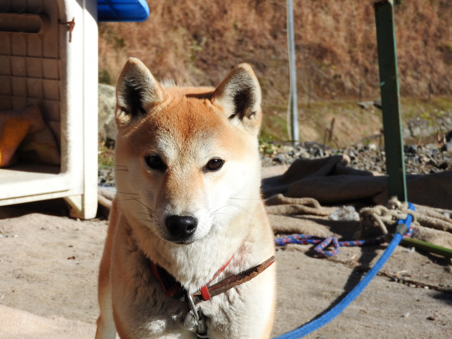 エキノコックス症の予防対策③放し飼いをしない