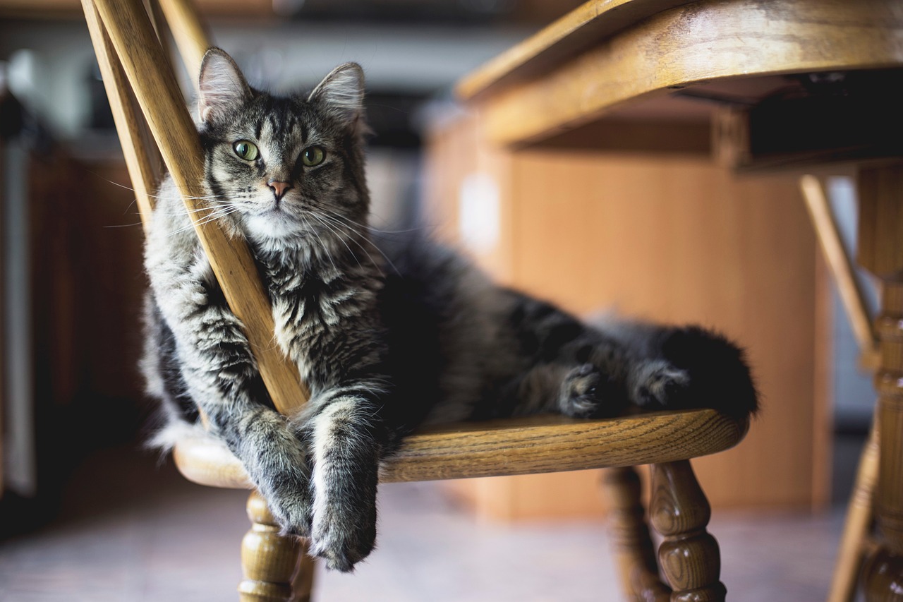 できるなら猫を室内飼いにする