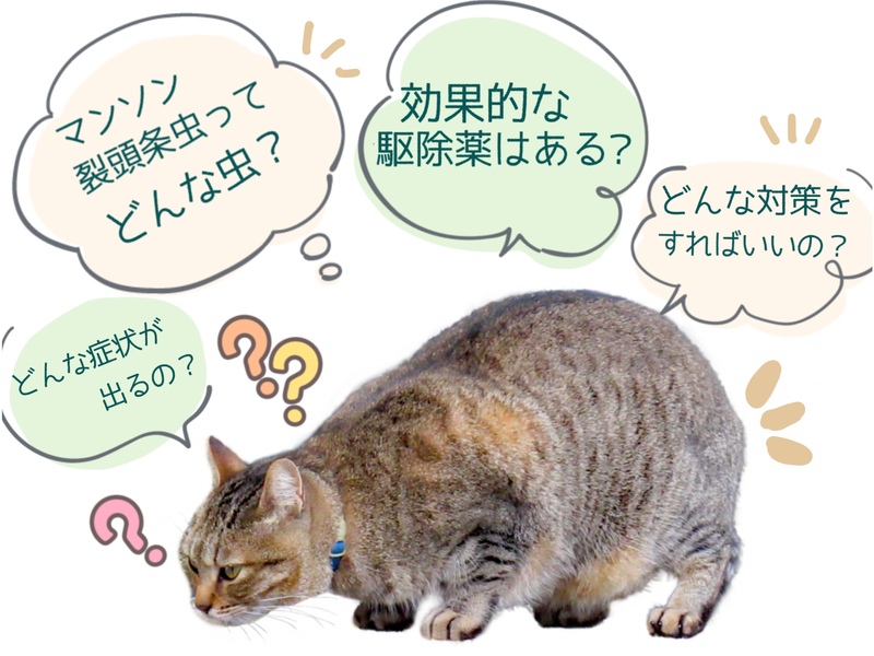 猫がマンソン裂頭条虫に寄生されるとどうなる？症状や危険性、対策を解説