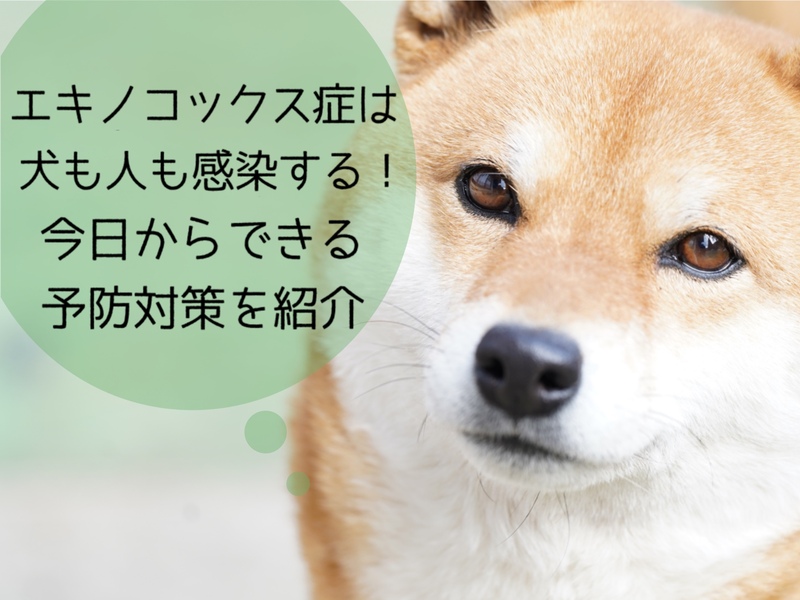 エキノコックス症から愛犬と飼い主さんを守るには？感染の予防対策について解説