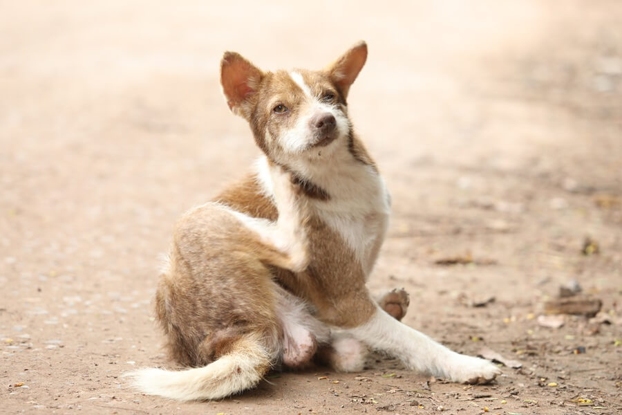 犬がトコジラミに噛まれたときの症状