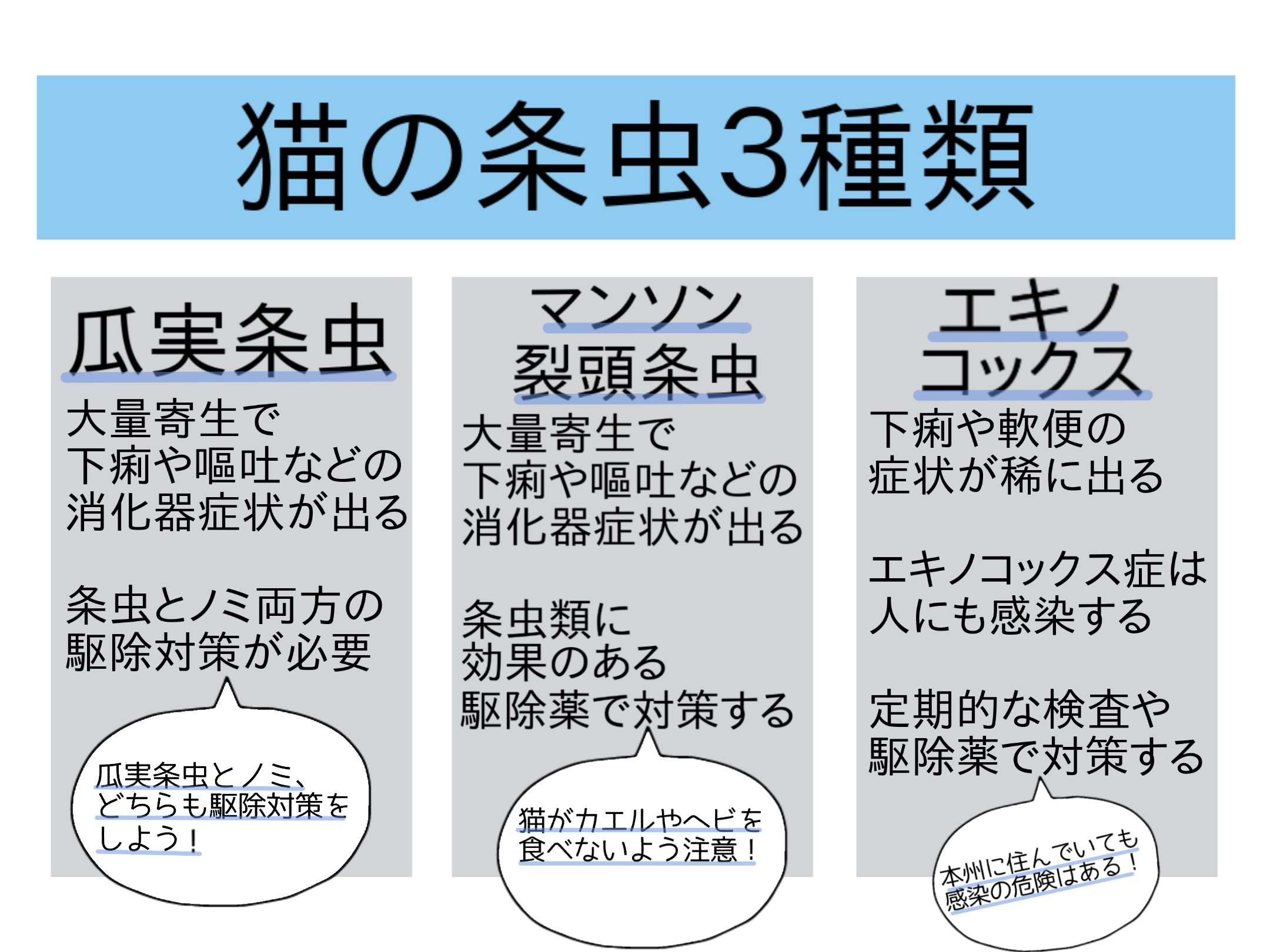 猫の内部寄生虫②条虫の症状