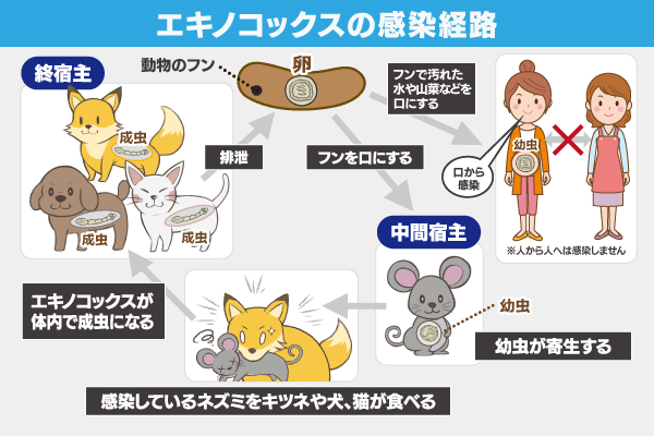 エキノコックスの人への感染経路は？