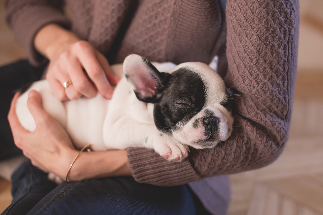 生まれたばかりの仔犬や妊娠中の仔犬への投与は避ける