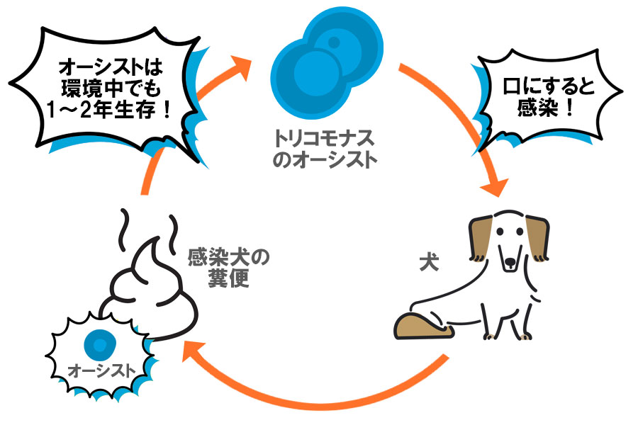 犬のコクシジウムの感染経路