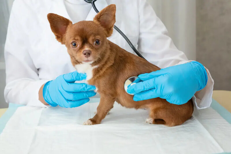 犬の水頭症の治療方法