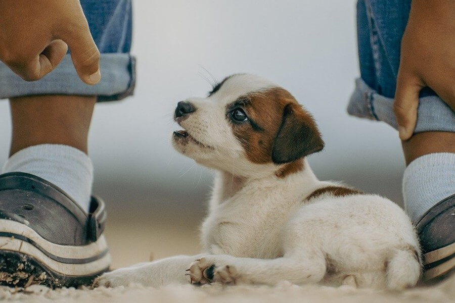 ジアルジアは犬から人に感染する？ 