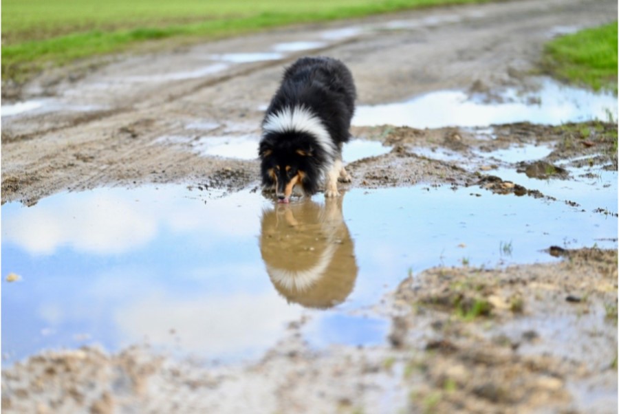 犬のジアルジア症の予防法