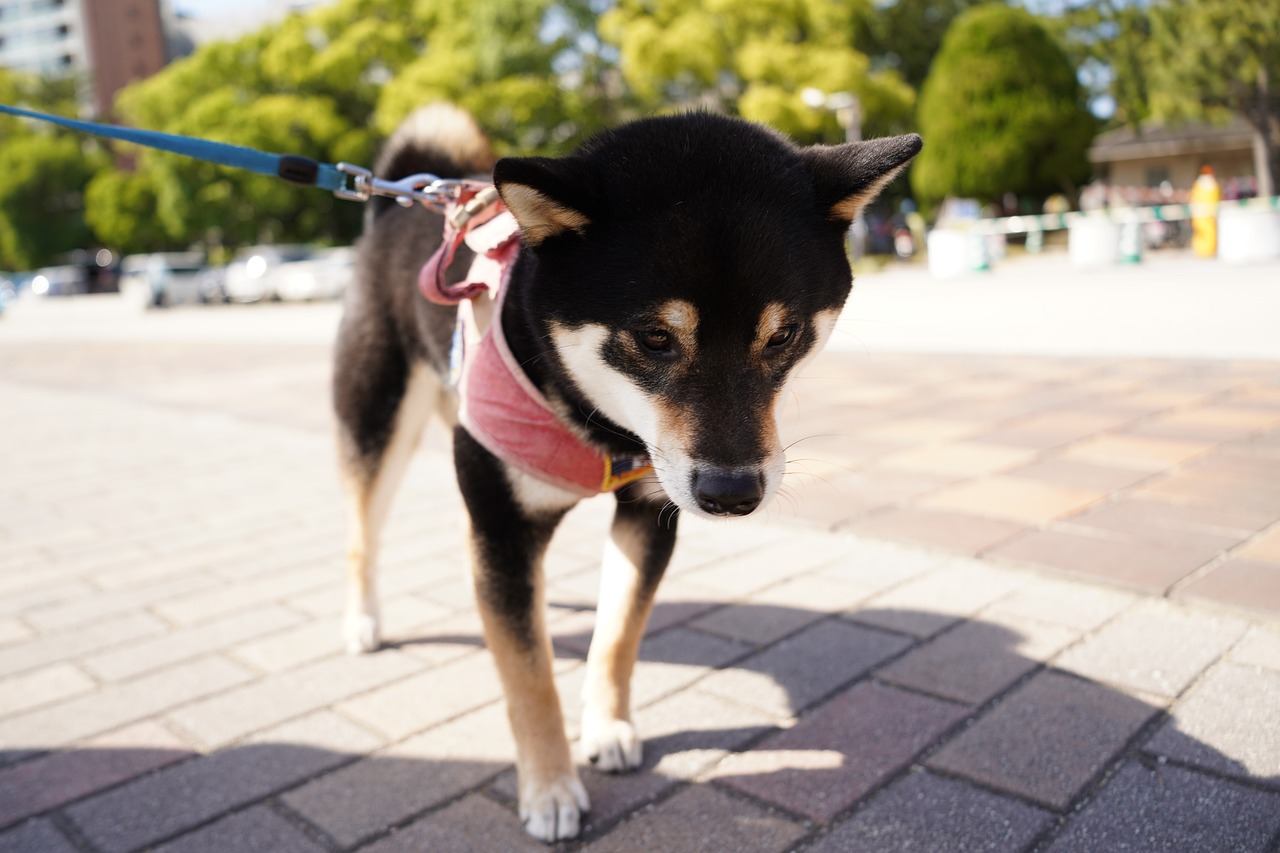 エキノコックス症の予防対策②散歩中にリードを放さない