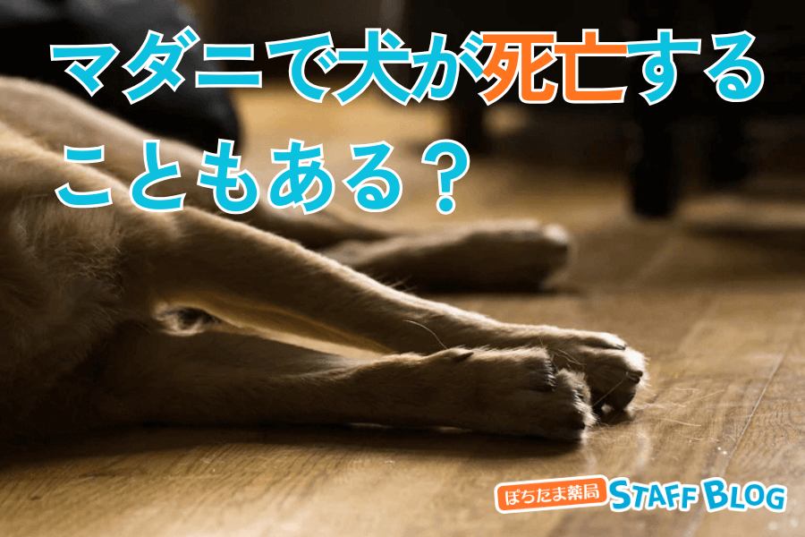 マダニで犬が死亡することもある？マダニによる死亡率と対策について