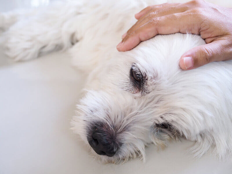 マダニに刺されて犬が死亡するケースがある