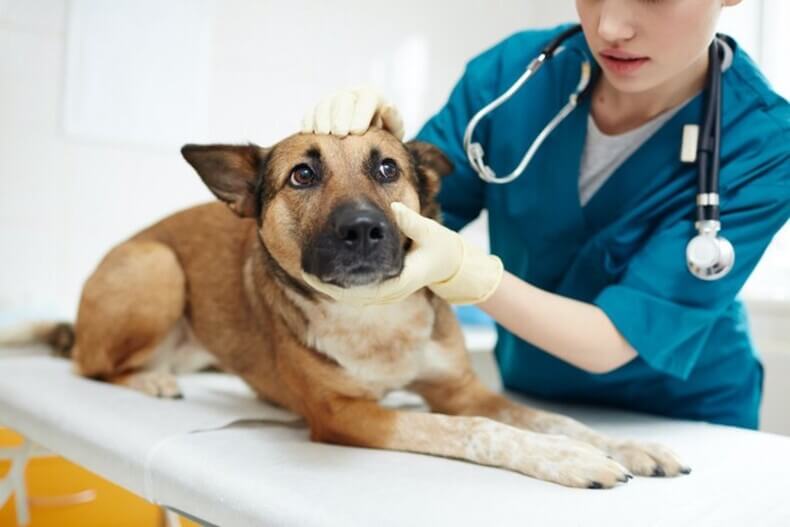 犬がマダニに噛まれた場合の対処法