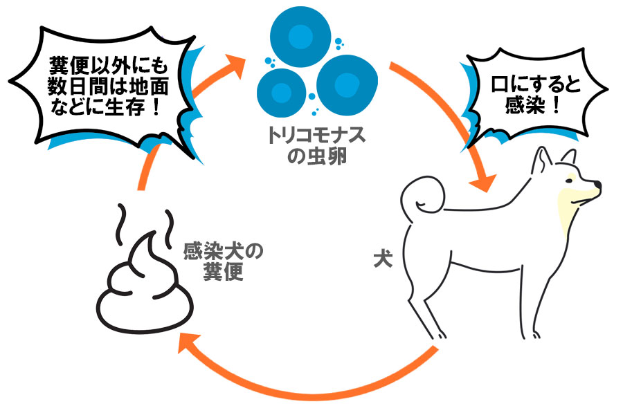 犬のトリコモナスの感染経路