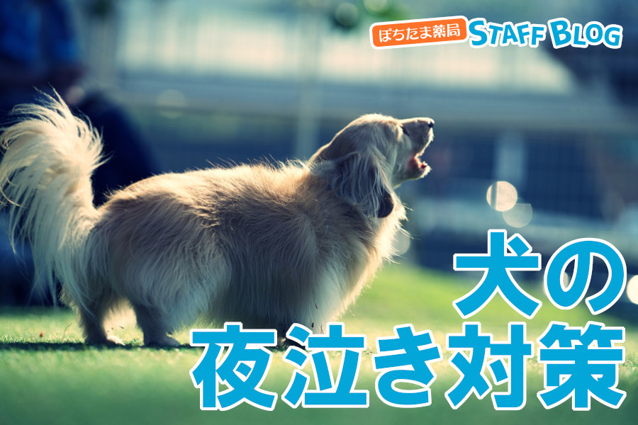 【犬の夜泣き対策】原因別の改善方法とやってはいけないNG行動