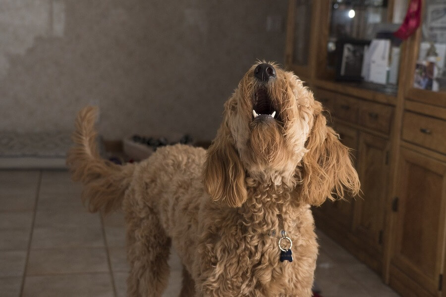 犬が夜泣きをする原因は？