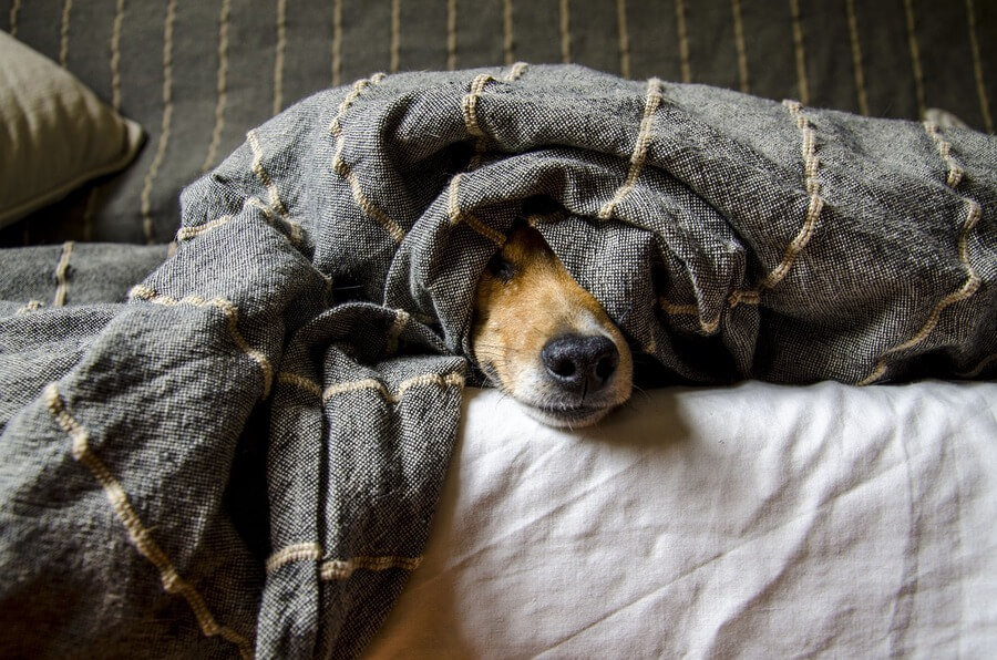 犬の夜泣き対策