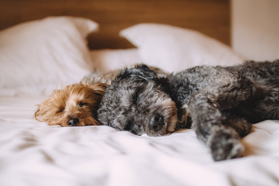 夜泣きする犬へのNG行動